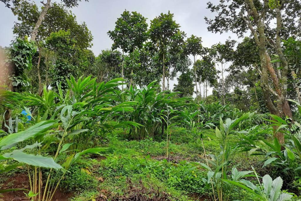 Farmstay In ചില്ലുകൂടാരം At Les Domki Et Al. Vagamon Exterior foto